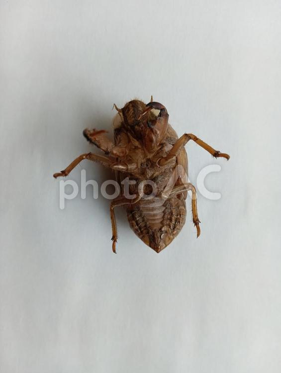 おなか側から見たセミの抜け殻 セミの抜け殻,セミ,抜け殻の写真素材