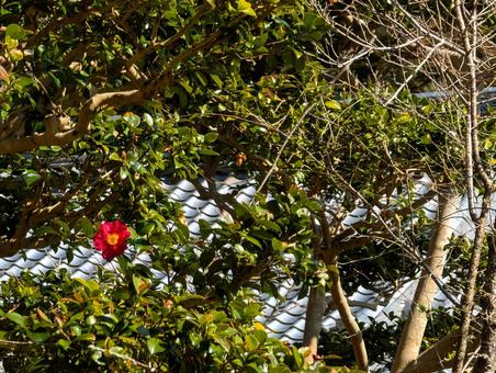 Photo, camellia, wood, pink, 