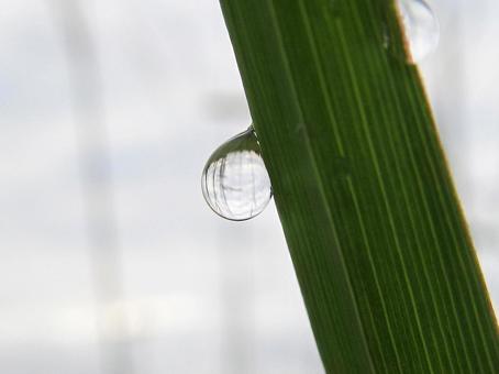 水滴と緑の葉と朝の光 水滴と緑の葉と朝の光の写真
