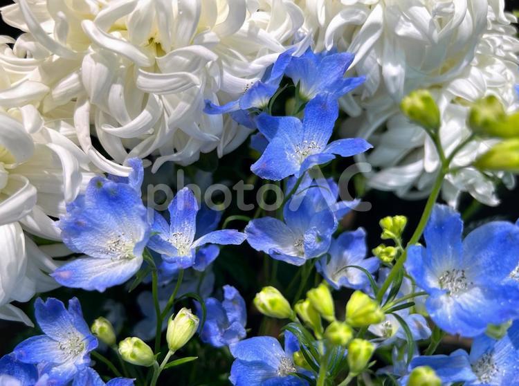 デルフィニウムとマム デルフィニウム,マム,花の写真素材