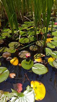 Water Lily, JPG Water Lily, JPG