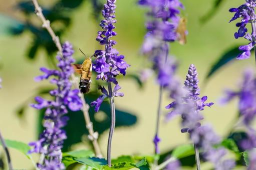 ヒメクロホウジャク(48) 蛾,虫,ヒメクロホウジャクの写真素材