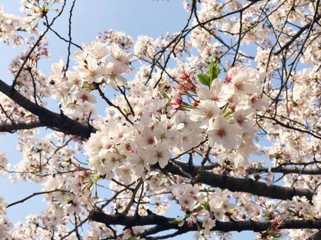 桜 桜の写真