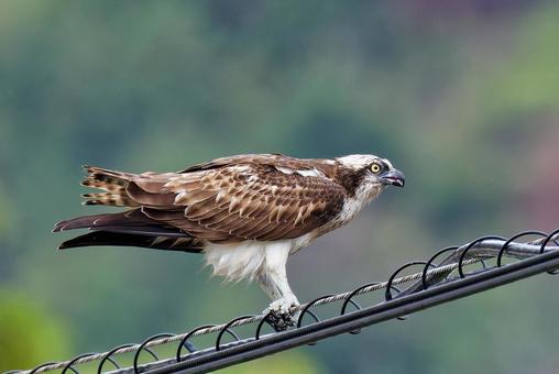 電線で待機するミサゴ 電線で待機するミサゴ ミサゴ,鶚,ウオタカの写真素材