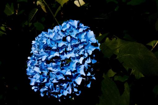 青が際立つ紫陽花 青が際立つ紫陽花の写真