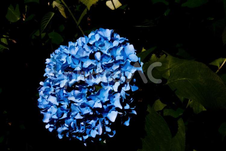 青が際立つ紫陽花 花,青,紫陽花の写真素材