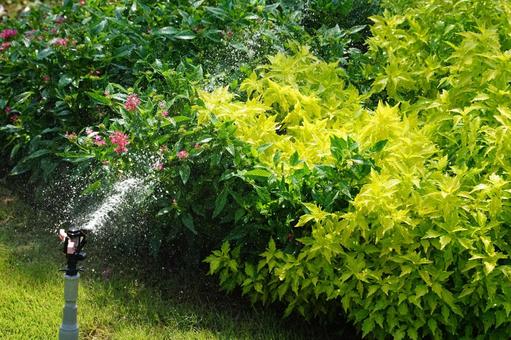 庭園の元気な植物とスプリンクラー 庭園の元気な植物とスプリンクラー 庭園,植物,緑の写真素材