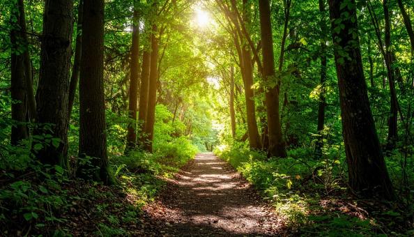 深い森林の中の木漏れ日の林道の写真