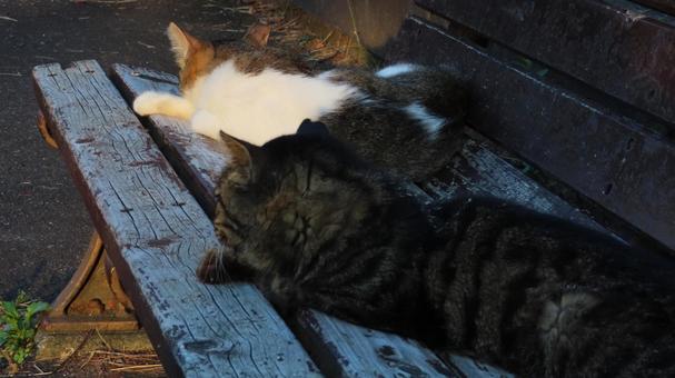 ベンチで夕涼みしているもふもふな猫様たち ベンチで夕涼みしているもふもふな猫様たちの写真