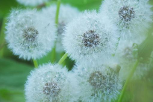 綿毛 綿毛,アップ,大きくの写真素材