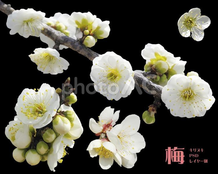 梅　花　キリヌキ　PSD　レイヤー別 梅,花,春の写真素材
