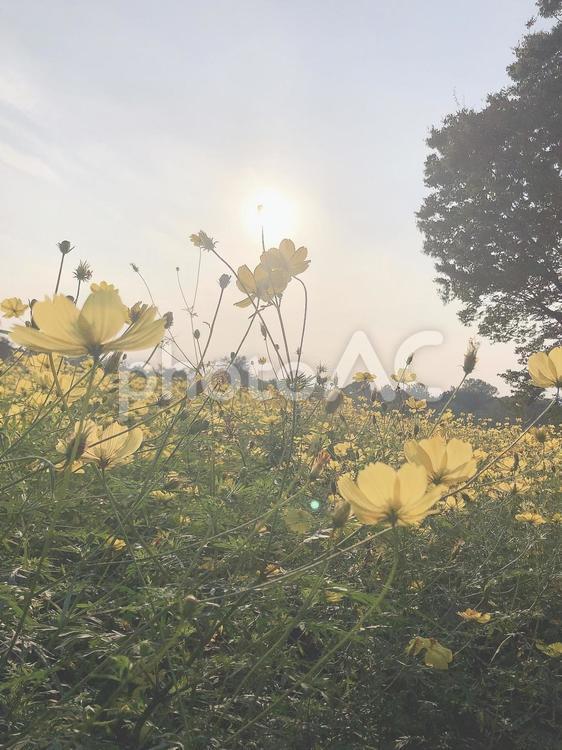 秋の夕暮れ 花,自然,風景の写真素材