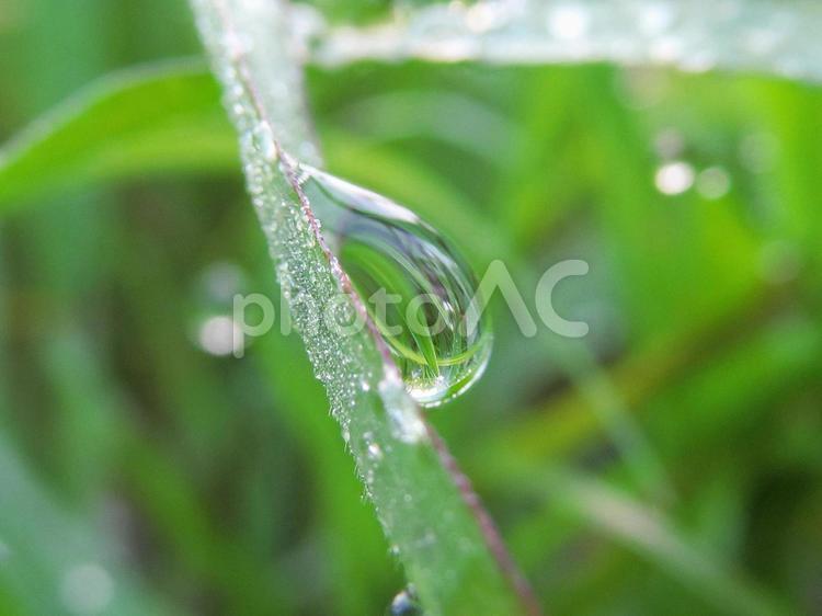 水滴と緑の葉と朝日Water drops 水滴,すいてき,waterの写真素材