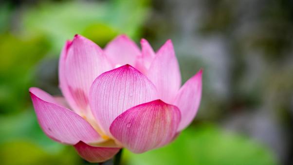 蓮の花 蓮の花 蓮,蓮の花,ハスの写真素材