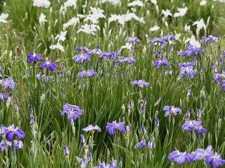 堀切菖蒲園 曇り空の下咲き誇る花菖蒲 堀切菖蒲園 曇り空の下咲き誇る花菖蒲 癒し,壁紙,花畑の写真素材
