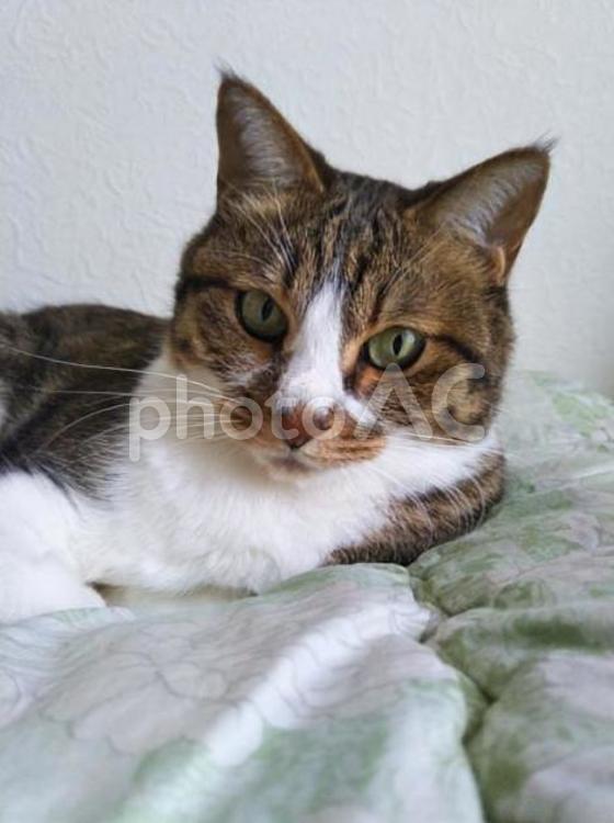 拗ねてる？ 猫,寝起き,不機嫌の写真素材