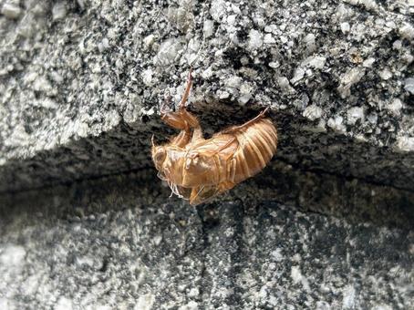 Cicada, JPG Cicada, JPG