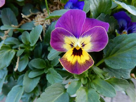 【花の写真】ピオラ ビオラ,三色菫,植物の写真素材