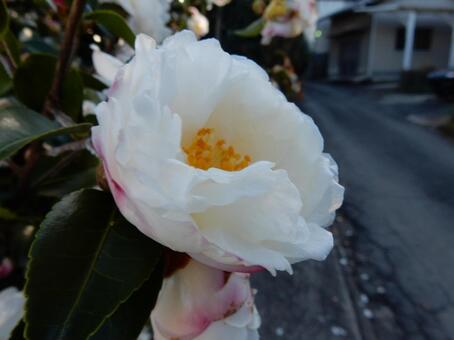 【花の写真】サザンカ（山茶花） サザンカ,山茶花,植物の写真素材