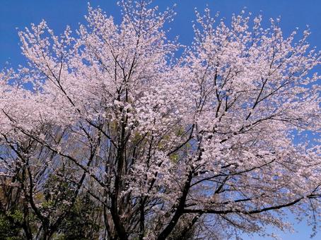 Cherry blossoms and blue sky, JPG