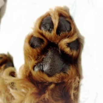 犬の肉球 犬の肉球の写真