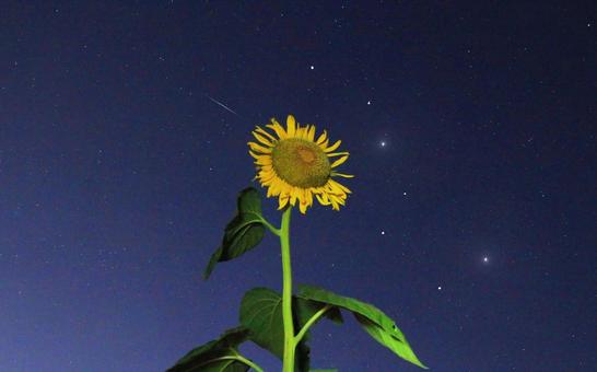 Sunflower and starry sky at night, Big Dipper, JPG Sunflower and starry sky at night, Big Dipper, JPG