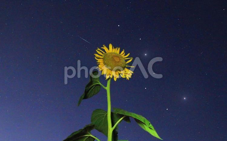 夜の向日葵一輪と星空・北斗七星 星空,向日葵,夜空の写真素材