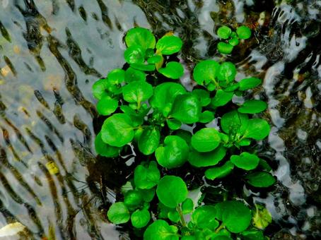 緑鮮やかな水草と水面 緑鮮やかな水草と水面の写真