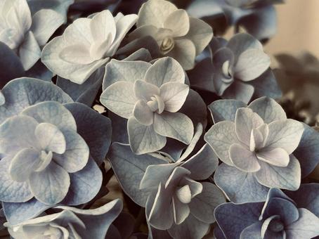 紫陽花 紫陽花の写真