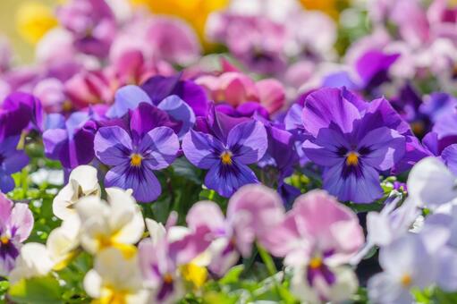 カラフルな中輪パンジー パンジー,花,春の写真素材