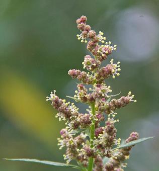 アカザ アカザの写真