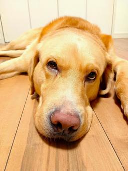 家でくつろぐラブラドールレトリーバー10 家でくつろぐラブラドールレトリーバー10 ラブラドールレトリバー,犬,ペットの写真素材