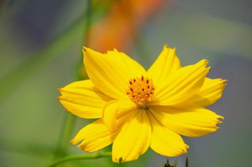 Yellow Cosmos (23), JPG