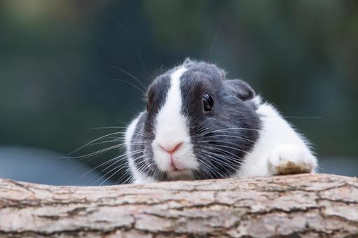 ペットの兎の写真