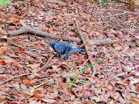 落ち葉とハト　自然　野外 ハト,鳥,動物の写真素材