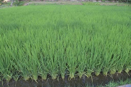苗が成長して緑一面に広がる初夏の水田風景 苗が成長して緑一面に広がる初夏の水田風景 水田,田園,苗の写真素材