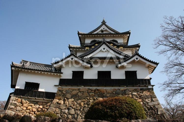 3月の彦根城 彦根,城,3月の写真素材