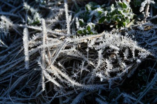 霜が降りて凍てついた草 冬,霜,氷の写真素材