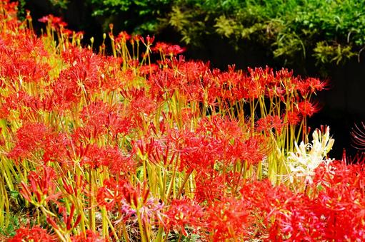 燃えるように咲く彼岸花の群生 燃えるように咲く彼岸花の群生 華やか,テクスチャ,情熱の写真素材