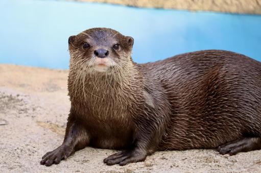 コツメカワウソ コツメカワウソ コツメカワウソ,カワウソ,動物の写真素材