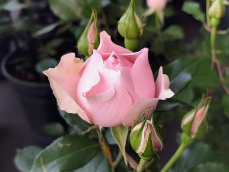 Veranda Rose Robe Decollete, JPG