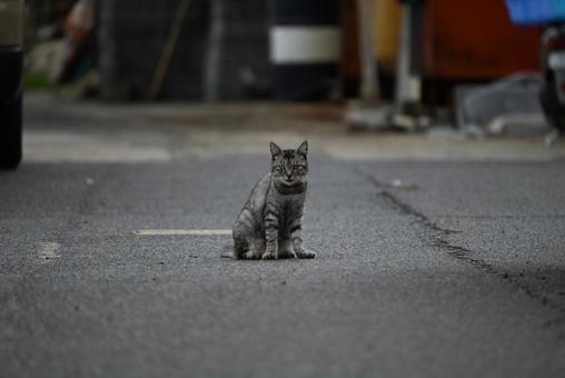 走島のにゃんこ達 走島のにゃんこ達の写真
