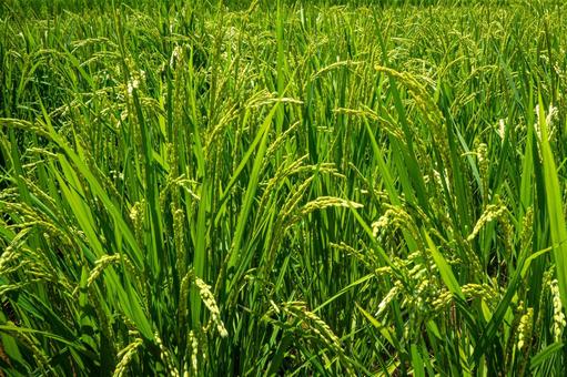 夏の稲穂 稲穂,新米,入道雲の写真素材