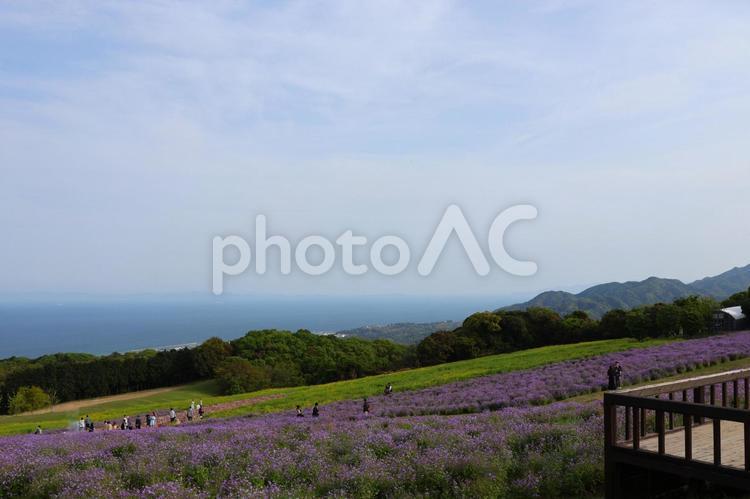 あわじ花さじきのネモフィラと菜の花 あわじ花さじき,ネモフィラ,菜の花の写真素材