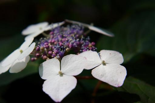 紫陽花のドアップでガクガク祭り 紫陽花のドアップでガクガク祭り 紫陽花,あじさい,ベニヤマの写真素材