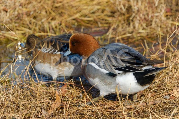 冬の湿地にたたずむヒドリガモ ヒドリガモ,カモ,水鳥の写真素材