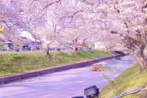 [愛知県]丹羽郡大口町の五条川の桜並木 桜,桜並木,菜の花の写真素材