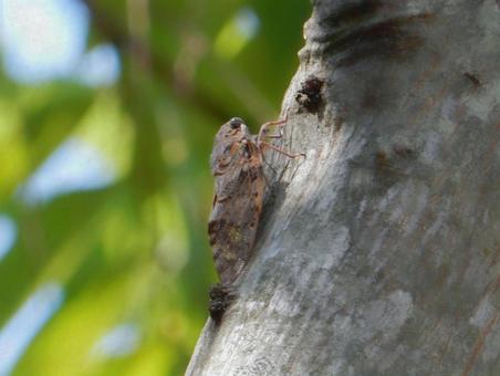 【昆虫写真】ニイニイゼミ 【昆虫写真】ニイニイゼミの写真
