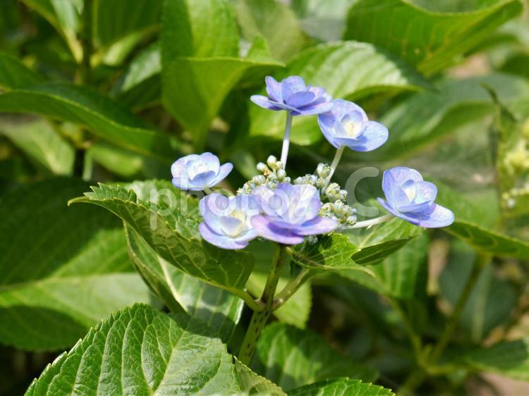 紫陽花・あじさい・アジサイ（８） 紫陽花,あじさい,アジサイの写真素材