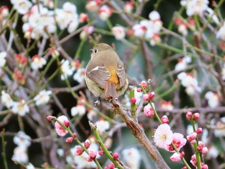 ジョウビタキのメスと梅 ジョウビタキ,梅,花の写真素材